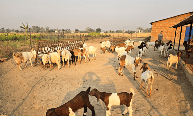 अर्घाखाँचीमा बाख्रामा पीपीआर सङ्क्रमण