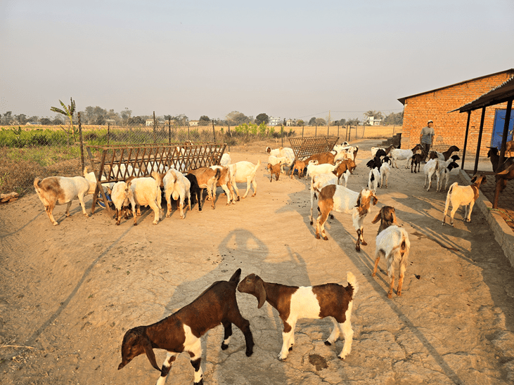 अर्घाखाँचीमा बाख्रामा पीपीआर सङ्क्रमण